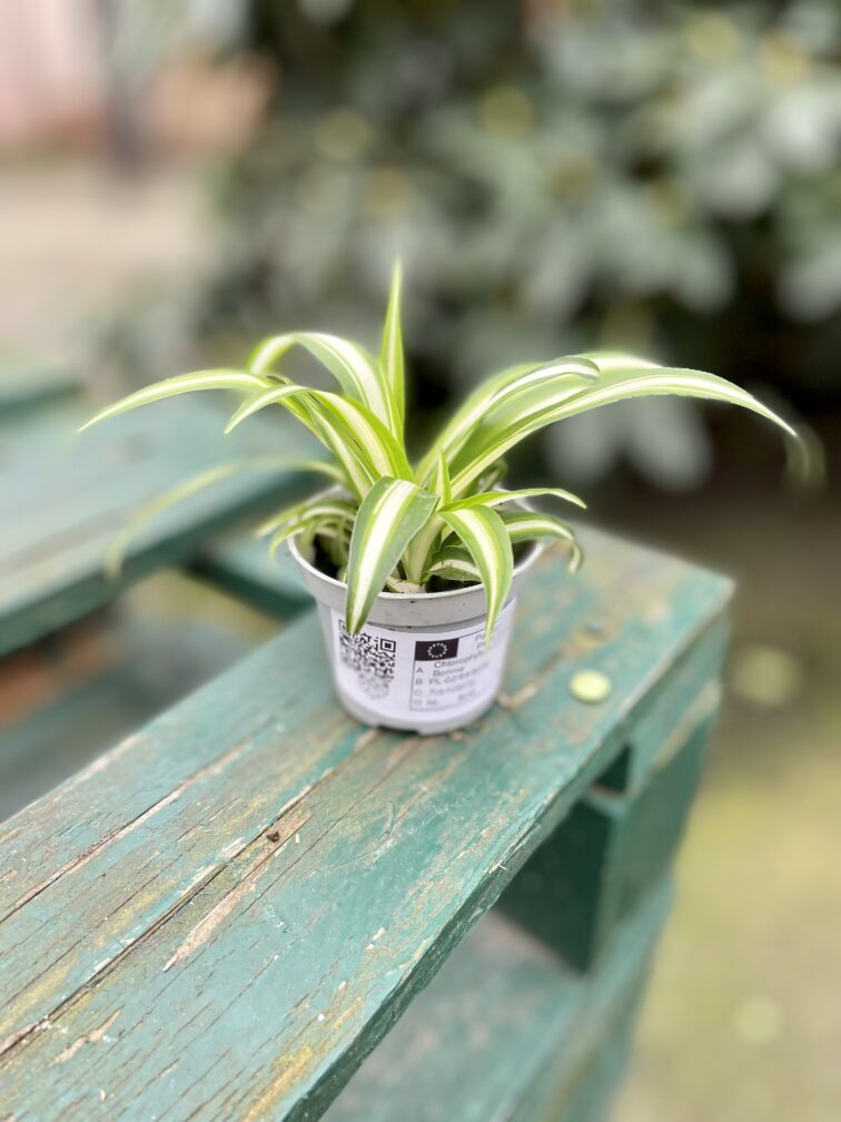 Zdjęcie rosliny doniczkowej Chlorophytum comosum Bonnie (Zielistka), ujęcie 3