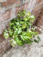 Zdjęcie rosliny doniczkowej Cissus rhombifolia Ellen Danica, ujęcie 1