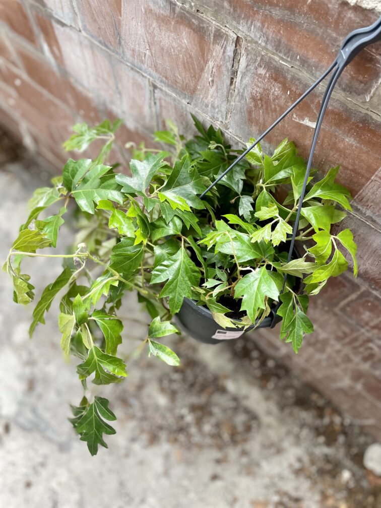 Zdjęcie rosliny doniczkowej Cissus rhombifolia Ellen Danica, ujęcie 2