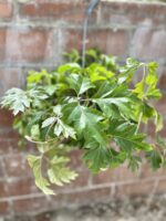 Zdjęcie rosliny doniczkowej Cissus rhombifolia Ellen Danica, ujęcie 3