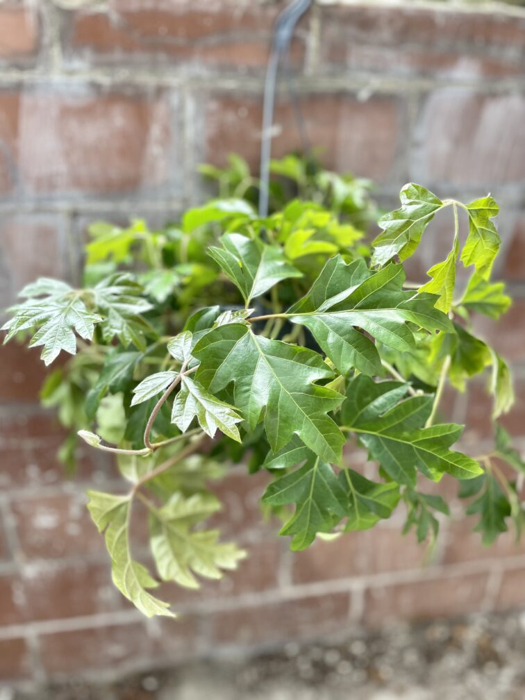 Zdjęcie rosliny doniczkowej Cissus rhombifolia Ellen Danica, ujęcie 3