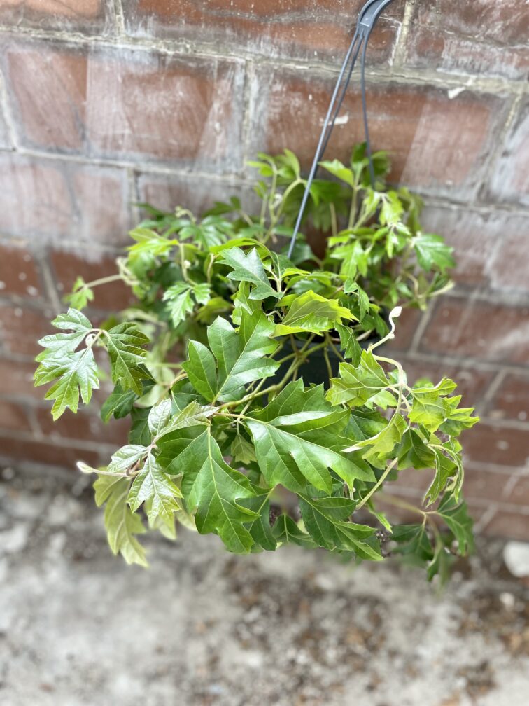 Zdjęcie rosliny doniczkowej Cissus rhombifolia Ellen Danica, ujęcie 4