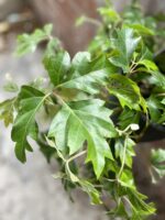 Zdjęcie rosliny doniczkowej Cissus rhombifolia Ellen Danica, ujęcie 5