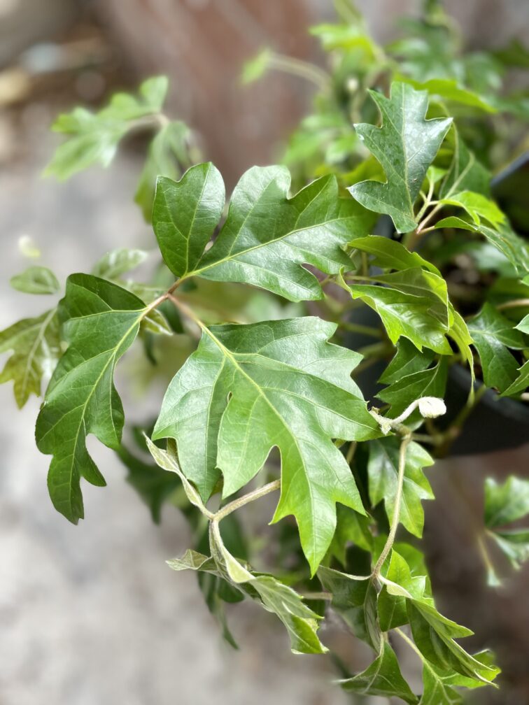 Zdjęcie rosliny doniczkowej Cissus rhombifolia Ellen Danica, ujęcie 5