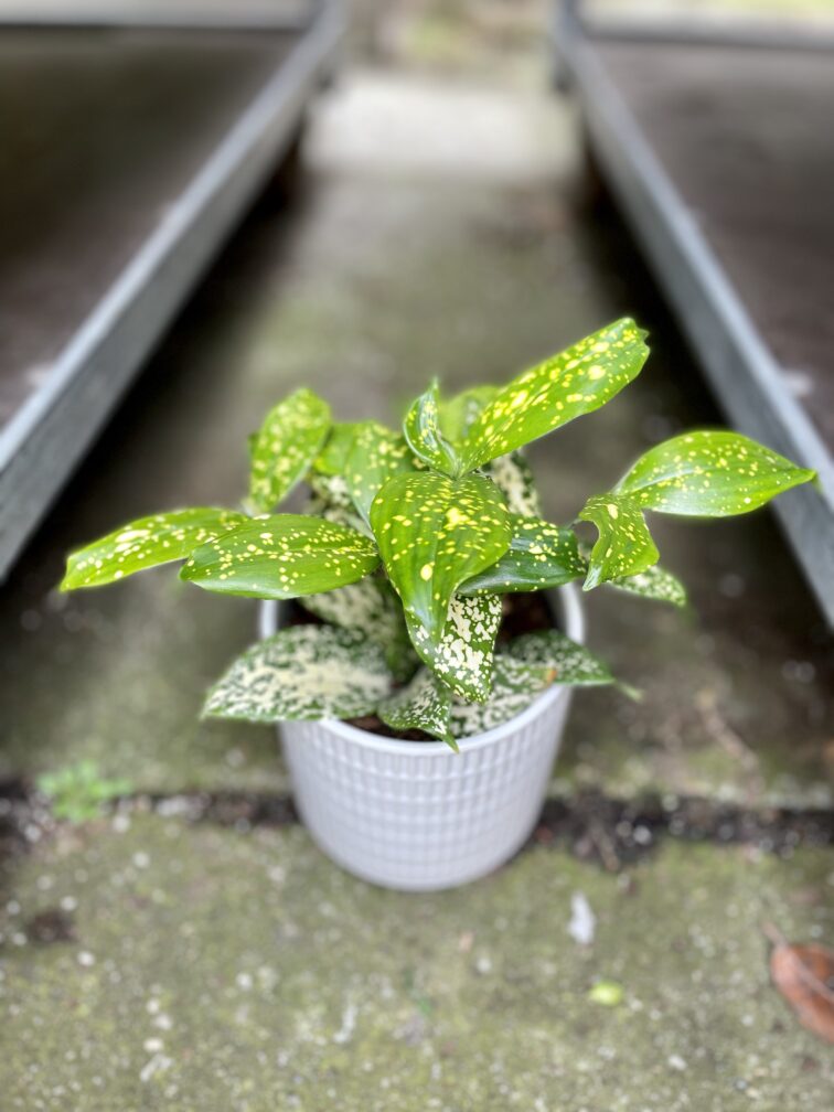 Zdjęcie rosliny doniczkowej Dracaena Florida Beauty (Dracena), ujęcie 1