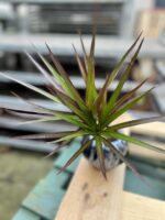 Zdjęcie rosliny doniczkowej Dracaena marginata Magenta, ujęcie 1