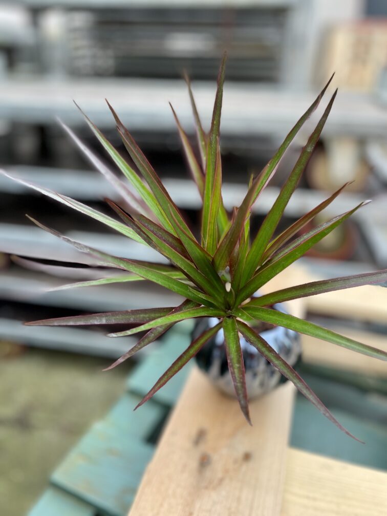 dracaena-marginata-magenta_6x20-1_1679735921.jpg Zdjęcie rosliny doniczkowej Dracaena marginata Magenta, ujęcie 1
