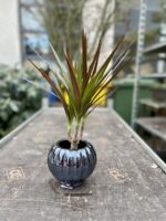 Zdjęcie rosliny doniczkowej Dracaena marginata Magenta, ujęcie 2