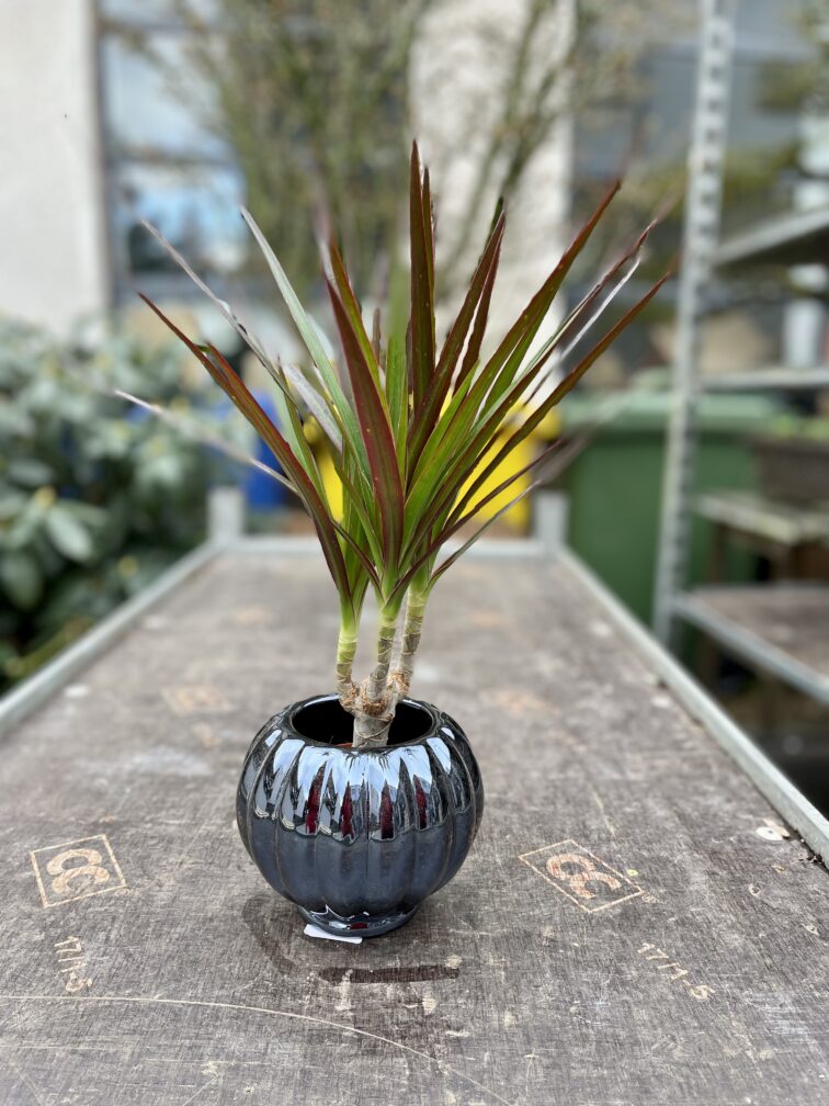 Zdjęcie rosliny doniczkowej Dracaena marginata Magenta, ujęcie 2