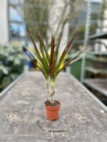 Zdjęcie rosliny doniczkowej Dracaena marginata Magenta, ujęcie 3