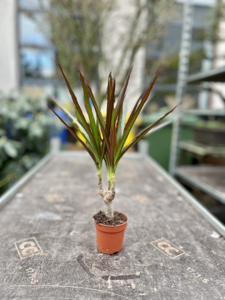 Zdjęcie rosliny doniczkowej Dracaena marginata Magenta, ujęcie 3