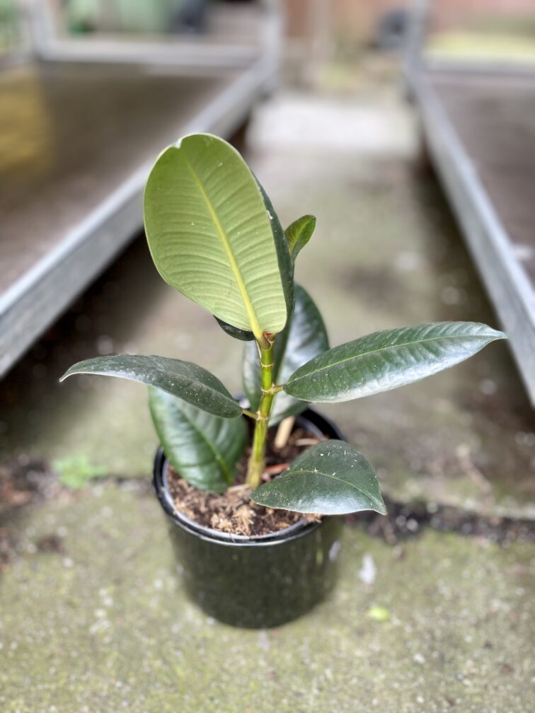 ficus-elastica-robusta_11x25-1_1679740616.jpg Zdjęcie rosliny doniczkowej Ficus elastica Robusta, ujęcie 1