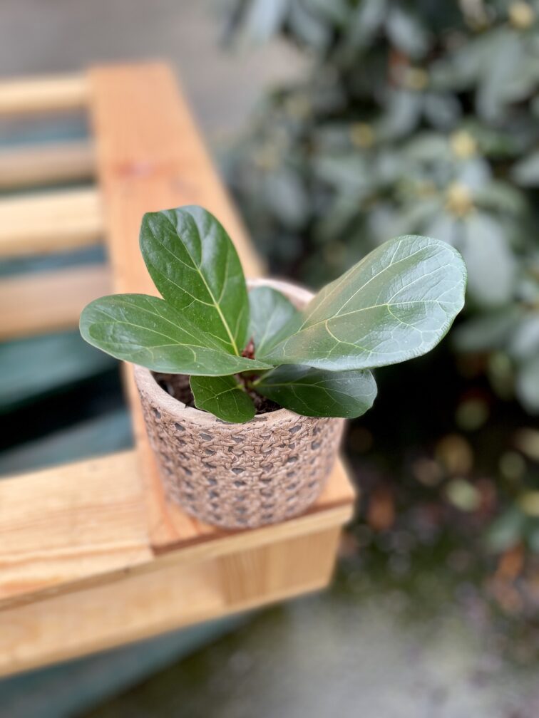ficus-lyrata-bambino_9x20-1_1678534129.jpg Zdjęcie rosliny doniczkowej Ficus lyrata bambino, ujęcie 1