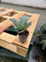 Zdjęcie rosliny doniczkowej Ficus lyrata bambino, ujęcie 2