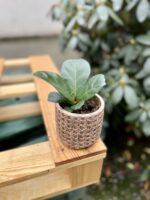 Zdjęcie rosliny doniczkowej Ficus lyrata bambino, ujęcie 3