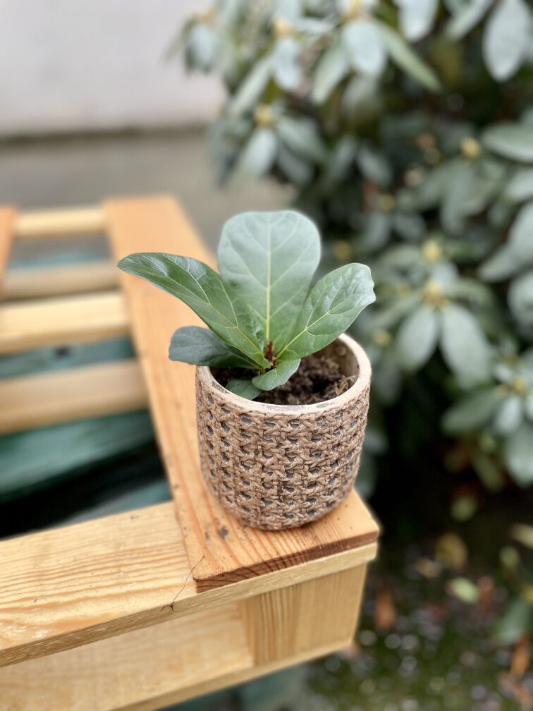 Zdjęcie rosliny doniczkowej Ficus lyrata bambino, ujęcie 3