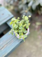 Zdjęcie rosliny doniczkowej Ficus Pumila (Figowiec / Fikus Pnący), ujęcie 1
