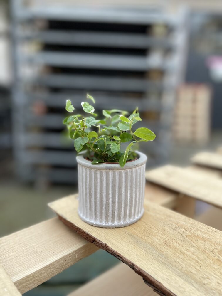 Zdjęcie rosliny doniczkowej Ficus Pumila (Figowiec / Fikus Pnący), ujęcie 2