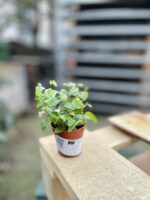 Zdjęcie rosliny doniczkowej Ficus Pumila (Figowiec / Fikus Pnący), ujęcie 3