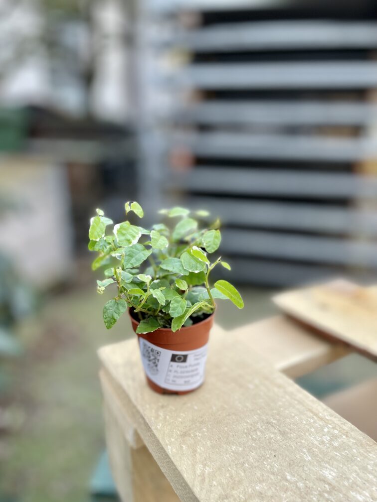 Zdjęcie rosliny doniczkowej Ficus Pumila (Figowiec / Fikus Pnący), ujęcie 3