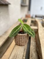 Zdjęcie rosliny doniczkowej Maranta Lemon Lime, ujęcie 1