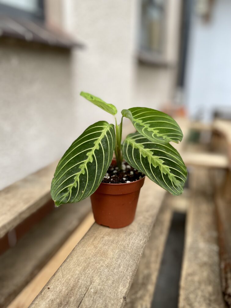 Zdjęcie rosliny doniczkowej Maranta Lemon Lime, ujęcie 2