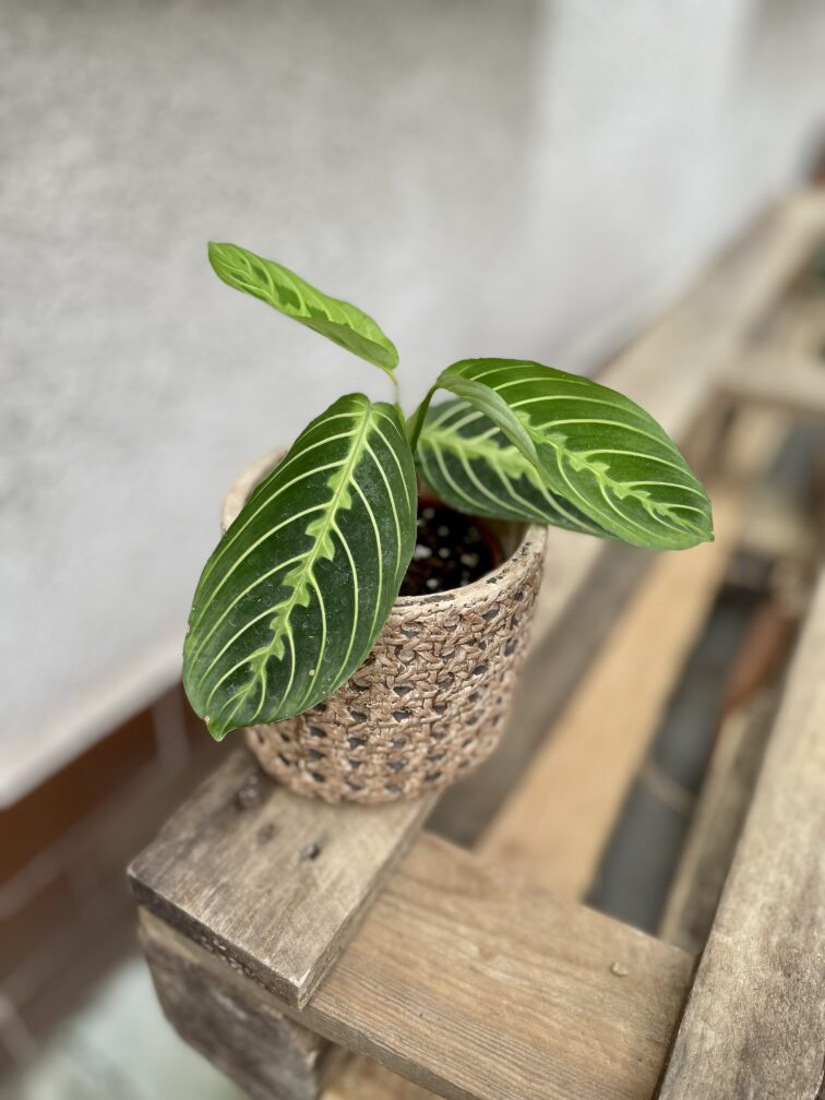 Zdjęcie rosliny doniczkowej Maranta Lemon Lime, ujęcie 3