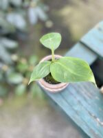 Zdjęcie rosliny doniczkowej Musa tropicana, ujęcie 1