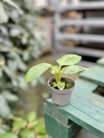 Zdjęcie rosliny doniczkowej Musa tropicana, ujęcie 2