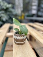 Zdjęcie rosliny doniczkowej Musa tropicana, ujęcie 3