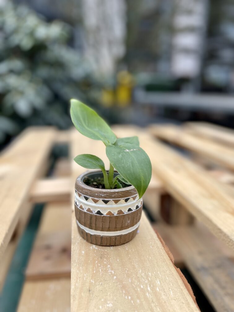 Zdjęcie rosliny doniczkowej Musa tropicana, ujęcie 3