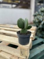Zdjęcie rosliny doniczkowej Opuntia microdasys inermis (Opuncja drobnolistna nieuzbrojona), ujęcie 1