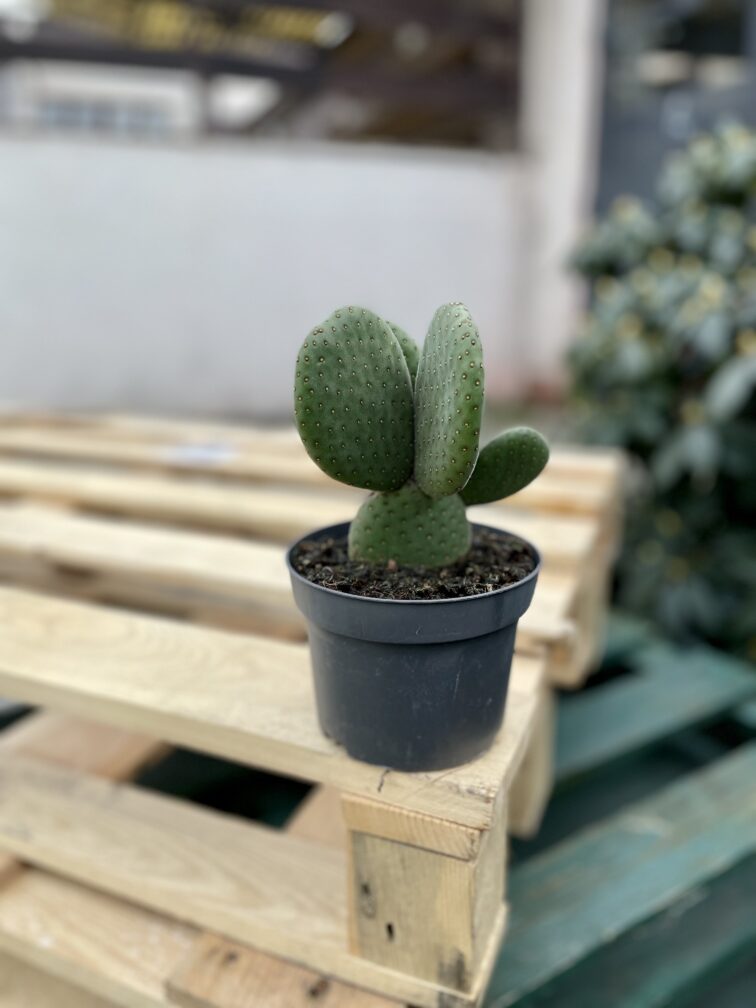 Zdjęcie rosliny doniczkowej Opuntia microdasys inermis (Opuncja drobnolistna nieuzbrojona), ujęcie 1