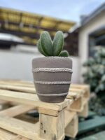 Zdjęcie rosliny doniczkowej Opuntia microdasys inermis (Opuncja drobnolistna nieuzbrojona), ujęcie 2