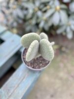 Zdjęcie rosliny doniczkowej Opuntia microdasys inermis (Opuncja drobnolistna nieuzbrojona), ujęcie 3
