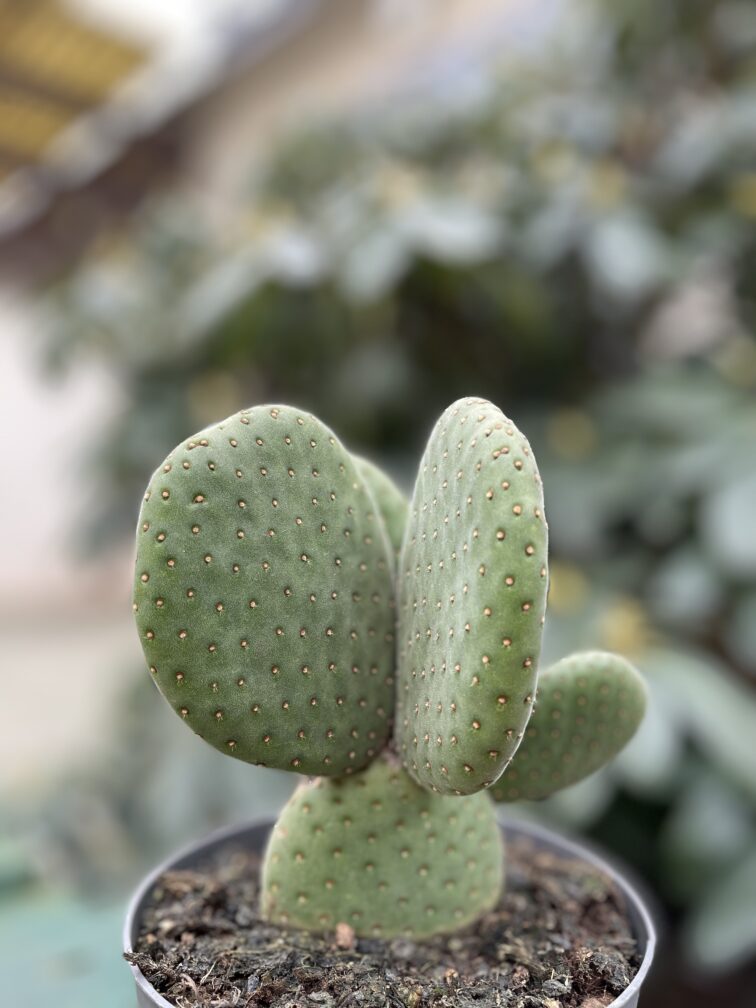 Zdjęcie rosliny doniczkowej Opuntia microdasys inermis (Opuncja drobnolistna nieuzbrojona), ujęcie 4
