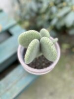 Zdjęcie rosliny doniczkowej Opuntia microdasys inermis (Opuncja drobnolistna nieuzbrojona), ujęcie 5