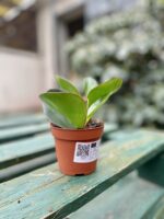 Zdjęcie rosliny doniczkowej Peperomia obtusifolia Red Margin, ujęcie 2