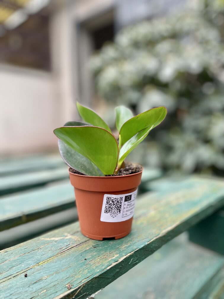 Zdjęcie rosliny doniczkowej Peperomia obtusifolia Red Margin, ujęcie 2