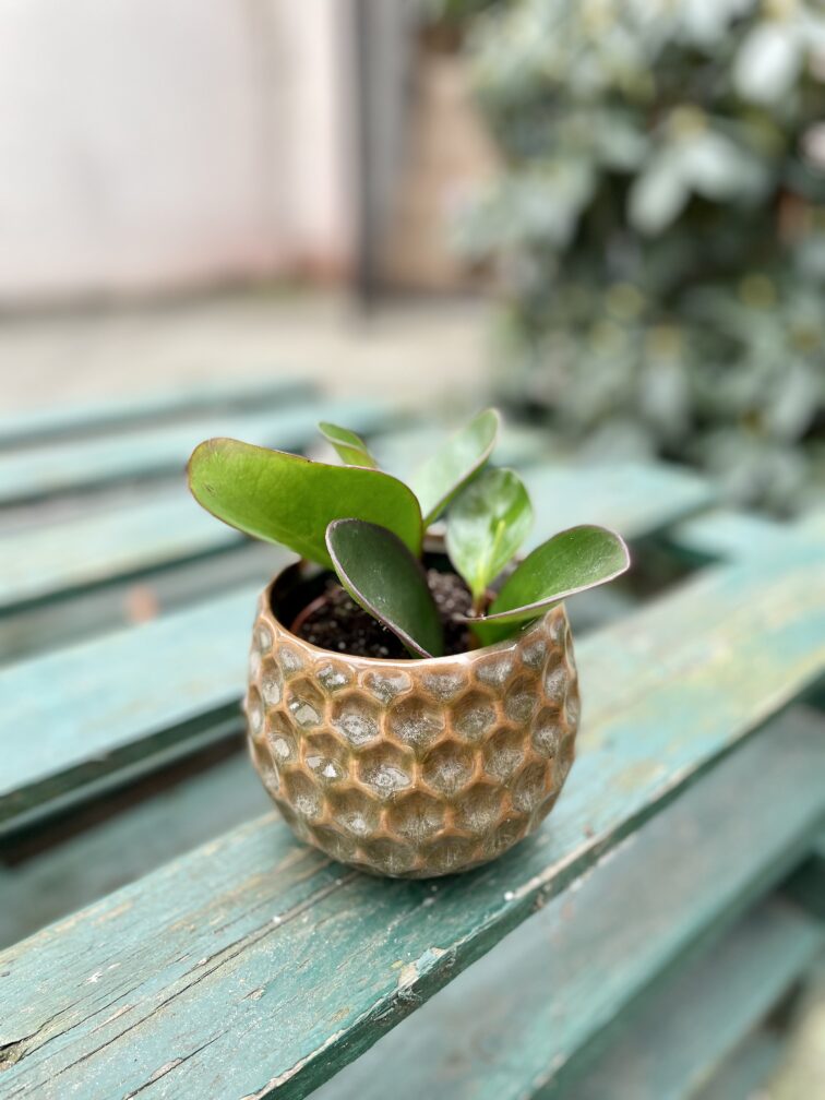 Zdjęcie rosliny doniczkowej Peperomia obtusifolia Red Margin, ujęcie 3