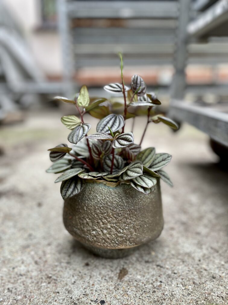 peperomia-piccolo-banda_11x15-1_1677931166.jpg Zdjęcie rosliny doniczkowej Peperomia Piccolo Banda, ujęcie 1