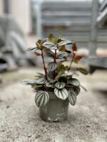 Zdjęcie rosliny doniczkowej Peperomia Piccolo Banda, ujęcie 2