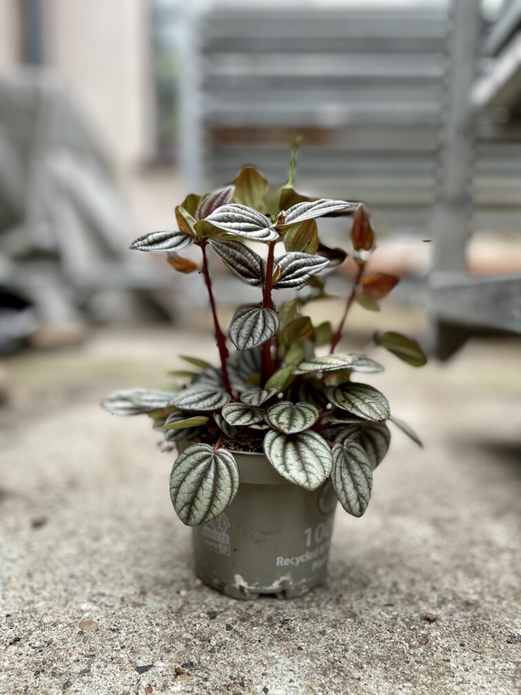 Zdjęcie rosliny doniczkowej Peperomia Piccolo Banda, ujęcie 2