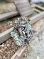 Zdjęcie rosliny doniczkowej Peperomia Piccolo Banda, ujęcie 3