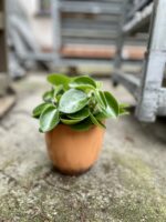 Zdjęcie rosliny doniczkowej Peperomia Pixie, ujęcie 1