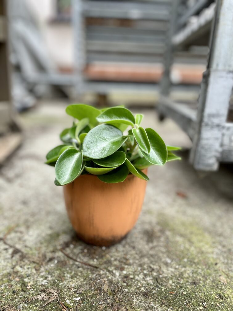 Zdjęcie rosliny doniczkowej Peperomia Pixie, ujęcie 1