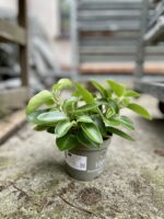 Zdjęcie rosliny doniczkowej Peperomia Pixie, ujęcie 2