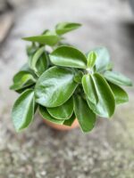 Zdjęcie rosliny doniczkowej Peperomia Pixie, ujęcie 3