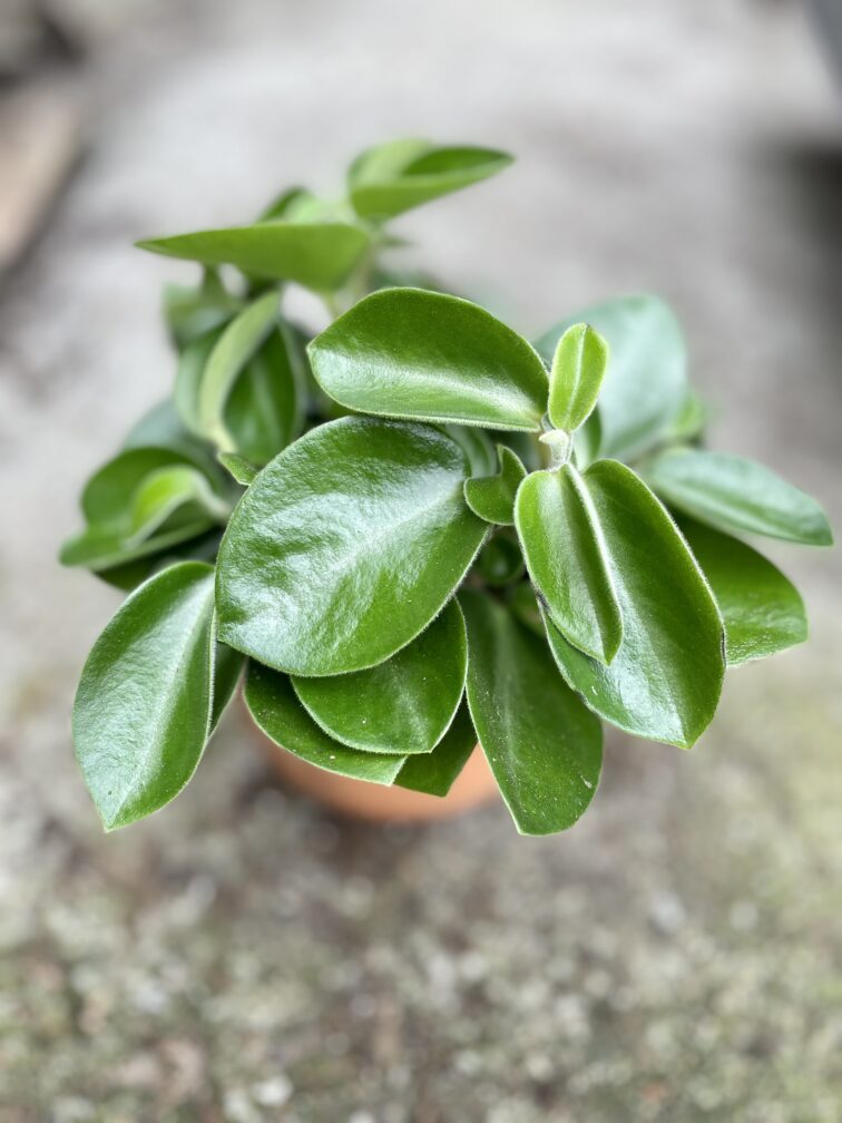 Zdjęcie rosliny doniczkowej Peperomia Pixie, ujęcie 3