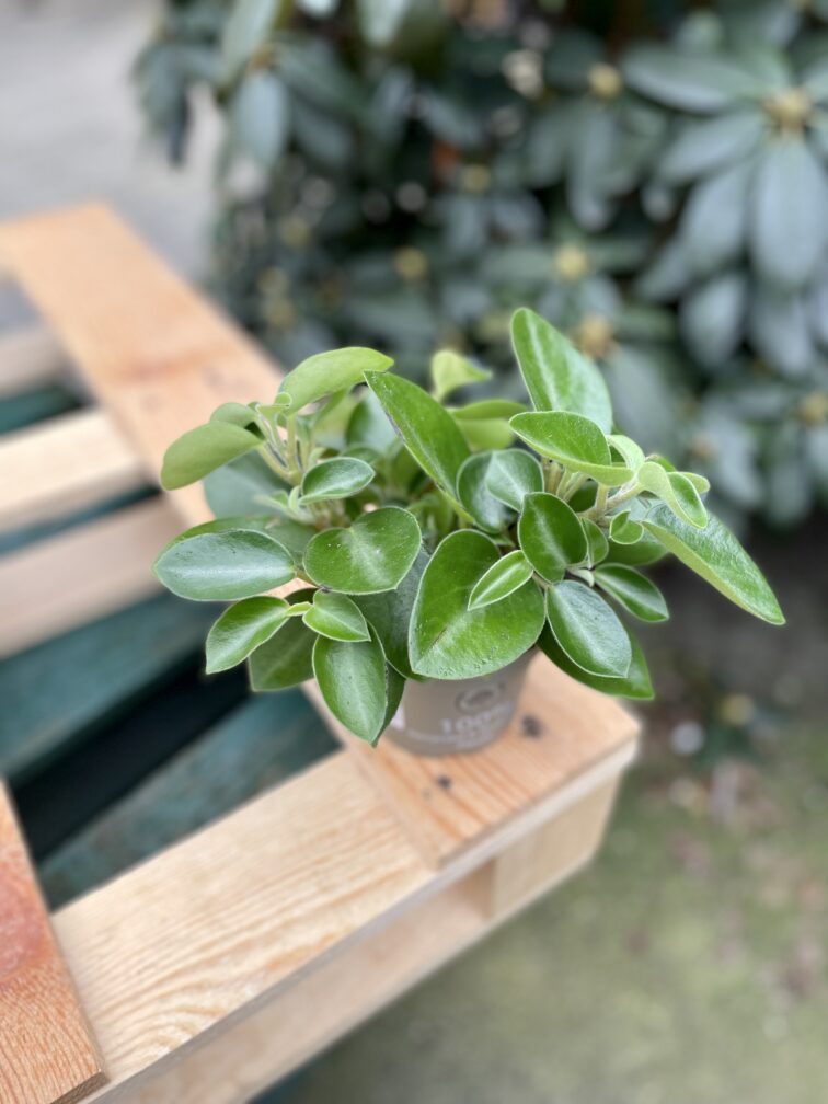 Zdjęcie rosliny doniczkowej Peperomia Pixie, ujęcie 4